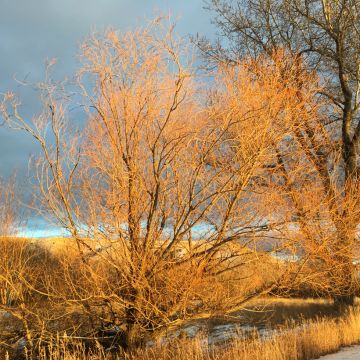 Bruch-Weide - Salix fragilis