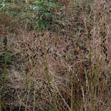 Rosa Riesen-Salweide - Salix gracilistyla