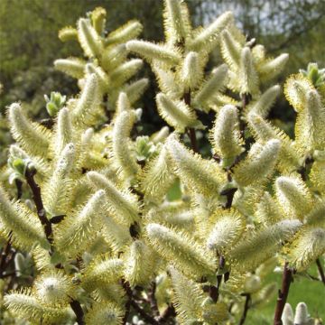 Salix hastata Wehrhahnii - Saule hasté