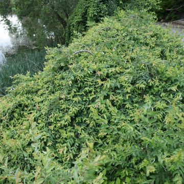 Harlekinweide Pendula -  Salix integra