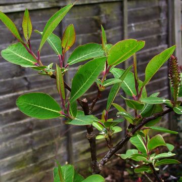 Pracht-Weide - Salix magnifica