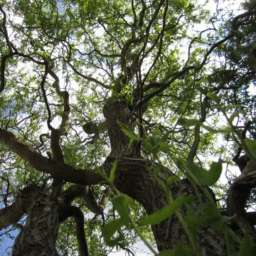 Korkenzieher-Weide Tortuosa - Salix matsudana