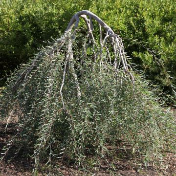 Purpur-Weide Pendula - Salix purpurea