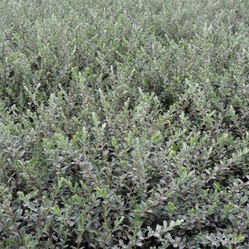 Kriech-Weide Nitida - Salix repens