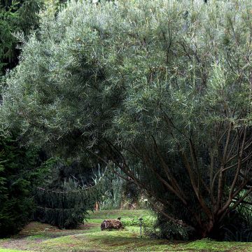 Salix rosmarinifolia - Saule romarin 