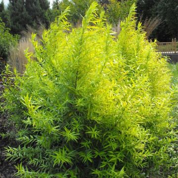 Drachenweide Golden Sunshine - Salix sachalinensis