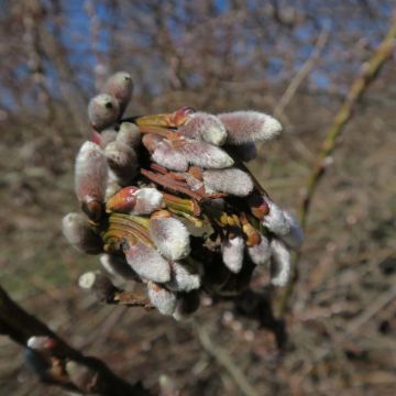 Drachenweide Sekka - Salix sachalinensis