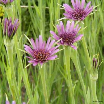 Haferwurzel - Tragopogon porrifolius