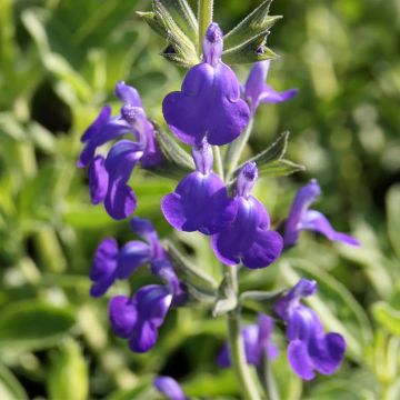 Salvia Delice Feline - Ziersalbei