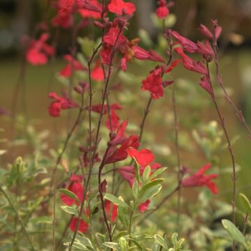 Salvia microphylla Caramba