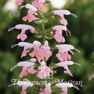 Scharlachroter Salbei Summer Jewel Pink (Samen) - Salvia