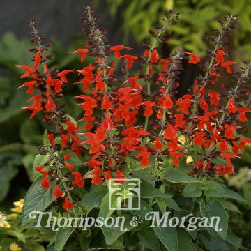 Scharlachroter Salbei Summer Jewel Red (Samen) - Salvia