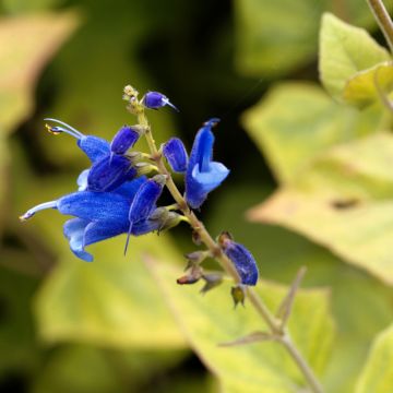 Salvia cacaliifolia - Salbei