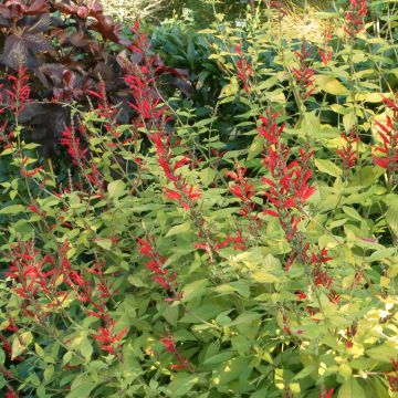 Zierlicher Salbei Golden Delicious - Salvia elegans