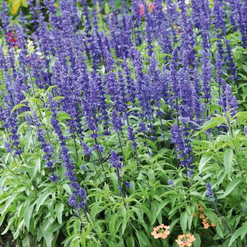 Mehliger Salbei Saga bleue - Salvia