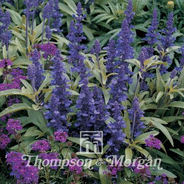 Mehliger Salbei Victoria (Samen) - Salvia