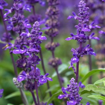 Mehliger Salbei Victoria Blue - Salvia