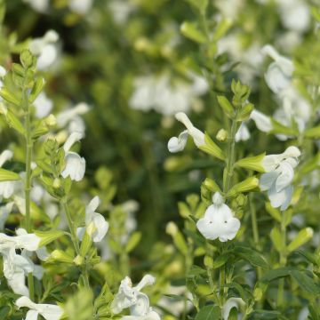 Salvia greggii Alba - Strauchiger Salbei