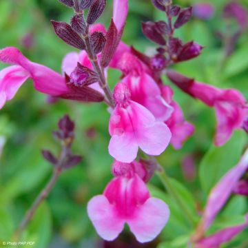 Salvia greggii Icing Sugar - Strauchiger Salbei