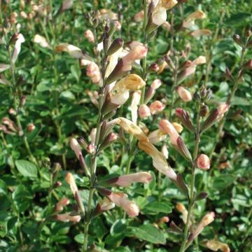 Salbei - Salvia jamensis La Luna im Becher 8/9cm