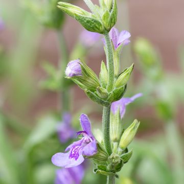 Lavendelblättriger Salbei - Salvia lavandulifolia