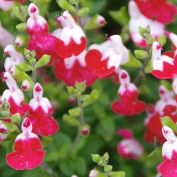 Salvia microphylla Little Kiss - sauge arbustive