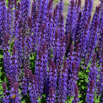 Salvia nemorosa Blue Bouquetta - Steppen-Salbei