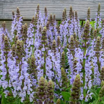 Salvia nemorosa Bumblesky - Steppen-Salbei