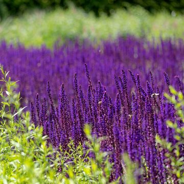 Salvia nemorosa Caradonna Compact - Steppen-Salbei