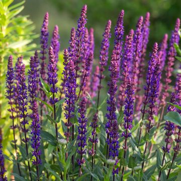 Salvia nemorosa Caradonna - Steppen-Salbei