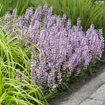 Salvia nemorosa Feathers Flamingo - Steppen-Salbei