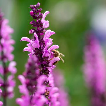 Salvia sylvestris Lyrical Rose - Steppen-Salbei