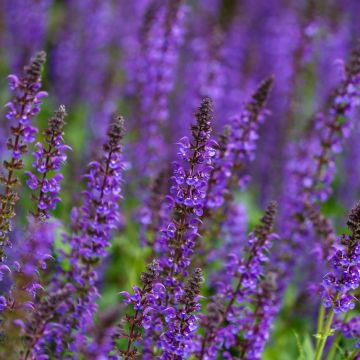 Salvia nemorosa Mainacht - Steppen-Salbei