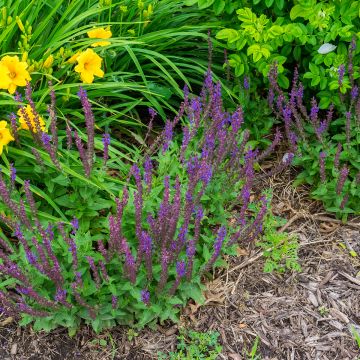 Salvia nemorosa Marcus - Steppen-Salbei