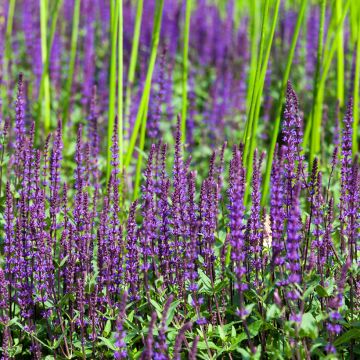 Salvia nemorosa Ostfriesland - Steppen-Salbei