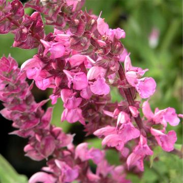 Salvia nemorosa Rose Queen - Steppen-Salbei