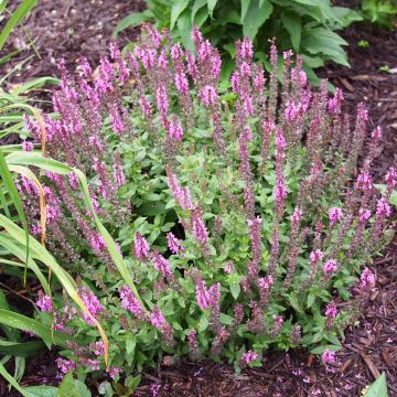 Salvia nemorosa Sensation Rose - Sauge des bois rose clair