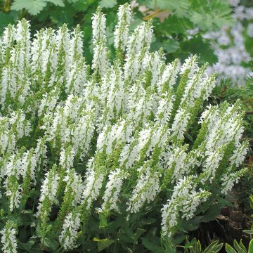 Salvia nemorosa Sensation White - Steppen-Salbei