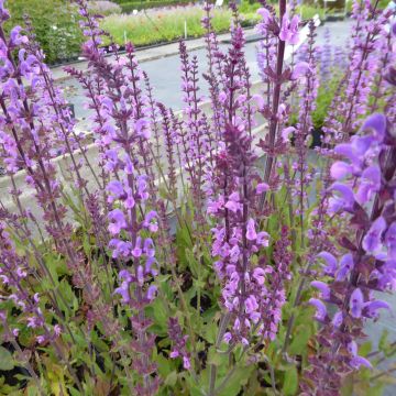 Salvia nemorosa Serenade - Steppen-Salbei