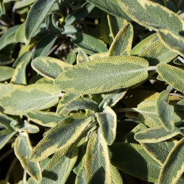 Echter Salbei Berggarten Variegated - Salvia officinalis