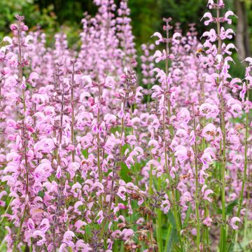 Salvia pratensis Eveline - Wiesensalbei