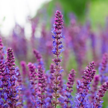 Salvia pratensis Lyrical Blues - Wiesensalbei