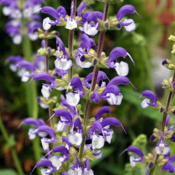 Salvia pratensis Madeline - Wiesensalbei