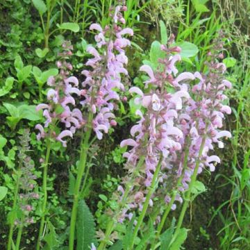 Salvia pratensis Pink Delight - Wiesensalbei