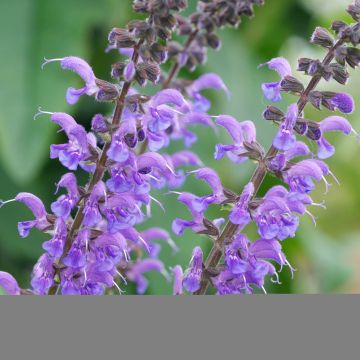 Salvia sylvestris Rhapsody in Blue - Steppen-Salbei