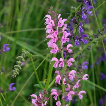 Salvia pratensis Rose Rhapsody - Wiesensalbei