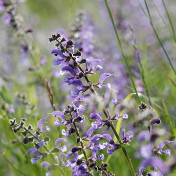 Salvia pratensis Sky Dance - Wiesensalbei