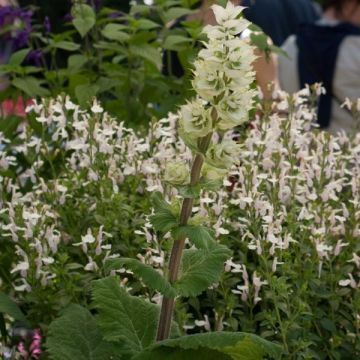 Muskat-Salbei Vatican White - Salvia sclarea