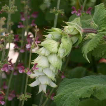 Muskat-Salbei Vatican White - Salvia sclarea