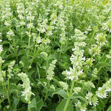 Salvia verticillata Alba - Quirlblättriger Salbei